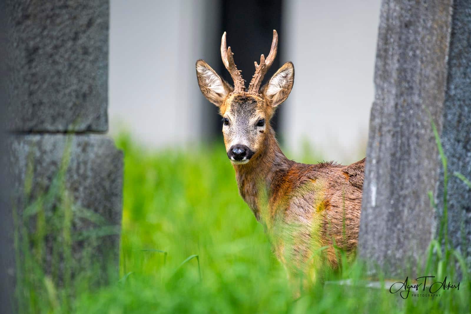 Rehe am Wiener Zentralfriedhof