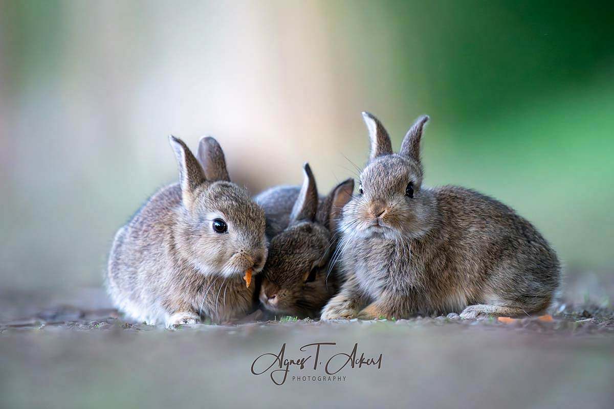 Die Wilden Kaninchen am Handelskai